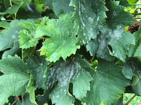 Check spelling or type a new query. Widespread Powdery Mildew Resistance to QoI Fungicides in ...