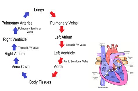 Blood Circulation In Heart Flowchart In 14 Steps