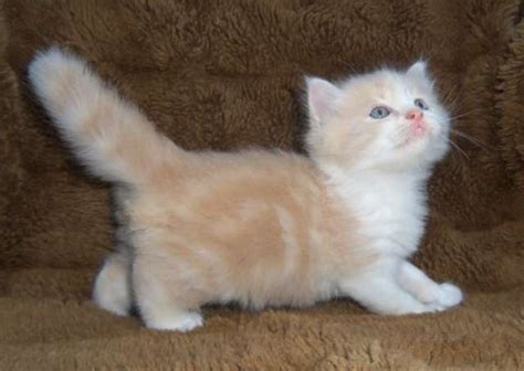 Adopt A Munchkin Cat In Cats Dogs And Animal Pictures Cats Dogs And