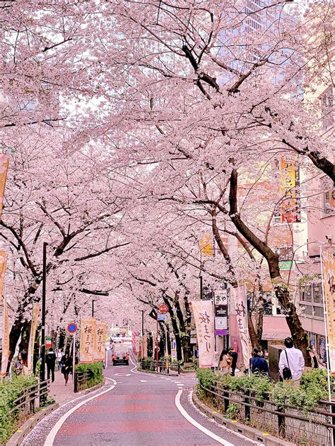 Public Spaces With Roadside Cherry Blossom Trees Row You Dont Want To