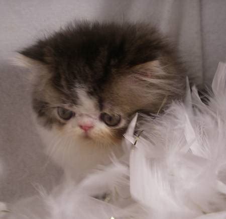 Rehome buy and sell, and give an animal a forever home with preloved! Bear - Brown Tabby & White Male Persian Kitten - Rocky ...