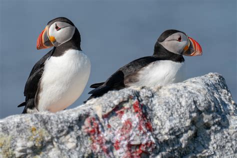 Behind The Story Reporting On The Puffin Project On A Remote Maine