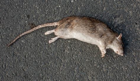 Residents of ogbia local government area of bayelsa state have been thrown into pandemonium following the death of five persons as a result of generator fumes. How to Get Rid of Dead Rat Smell | Green Rat Control