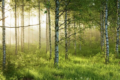 Sunlight In Forest Of Birch Trees By Image Source