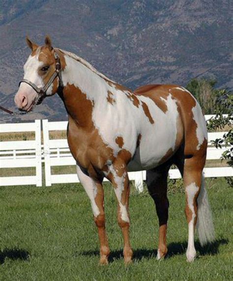 Click an image or an ad title to see further details of a horse. Palomino overo stallion | Pretty horses, Beautiful horses ...