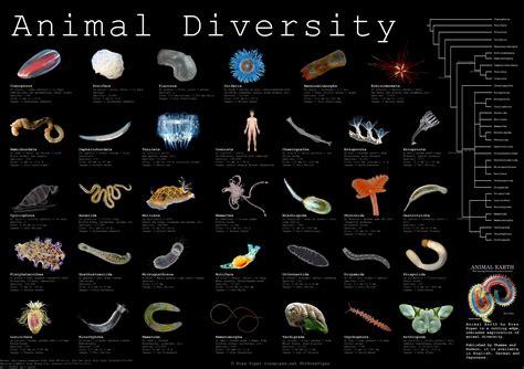 Animal Diversity Dr Ross Piper