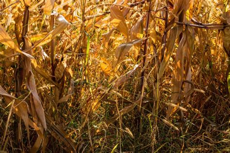 Dry Corn Field Dry Corn Stalks End Of Season Stock Image Image Of