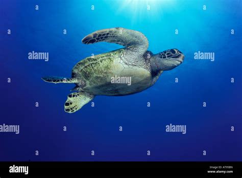 Hawaiian Green Sea Turtle Honu Stock Photo Alamy