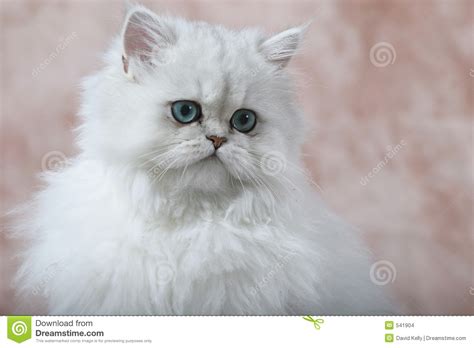 Persian Kitten 2 Stock Photo Image Of Blue Whiskers