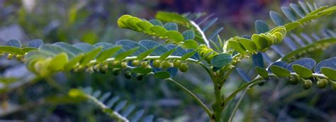 Phyllanthus Health Benefits Chanca Piedra Linden Botanicals