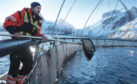 The Truth About Norwegian Farm Raised Salmon Rainbow Bridge Ojai
