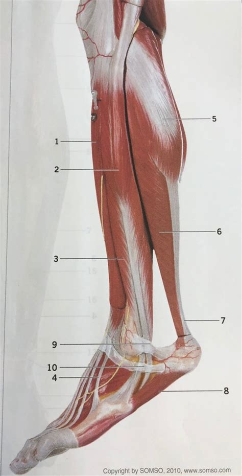 Figure Superficial Muscles Of The Leg Lateral View Left Side