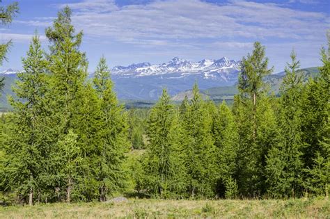 Green Forest And Snow Capped Mountain Peaks Stock Image Image Of Park