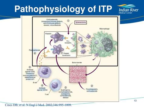 Pathophysiology Of Itp