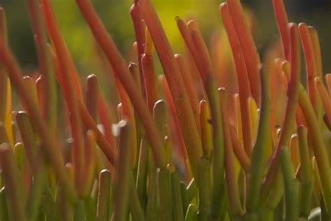 Cedar hill nursery is a plant nursery located in mahwah, wayne and salem, new jersey. Sticks on Fire | Mission hills, Plants, Fire