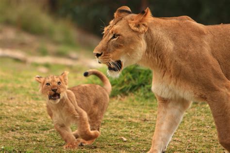 Filelions And Lion Cubs