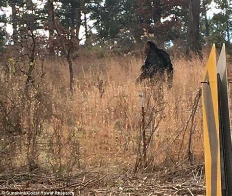 Woman claims that Australia's version of BIGFOOT tried to attack her | Bigfoot pictures, Bigfoot ...