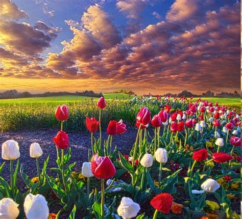 Spring Flowers Tulips Field Sunrise Grass Clouds Nature Landscape Wallpapers HD