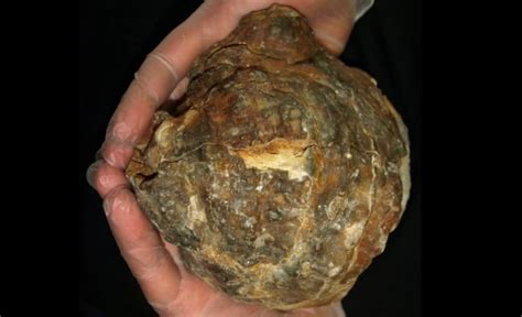 Huge Prehistoric Oyster Could Contain Worlds Biggest Pearl Practical