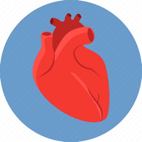 Biology Blood Cardio Health Heart Human Vascular Icon