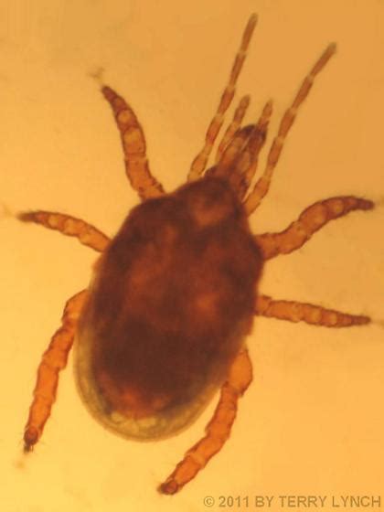 Phoretic Mite Collected From Scarab Beetle 50x Bugguidenet