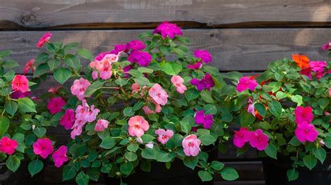 Impatiens How To Plant Grow And Care For Impatiens Flowers The Old