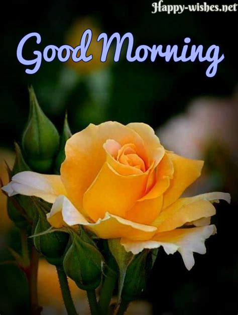 Share these images and make your mornings, as well as those of your friends and loved ones, truly inspired. 62 Good Morning Rose Flower Wish Images - Mojly