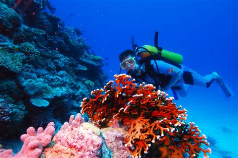 Reef Photos Adrenalin Snokel And Dive