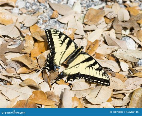 Borboleta Papilio De Swallowtail Do Tigre Imagem De Stock Imagem De