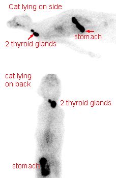 Hyperthyroidism in Cats