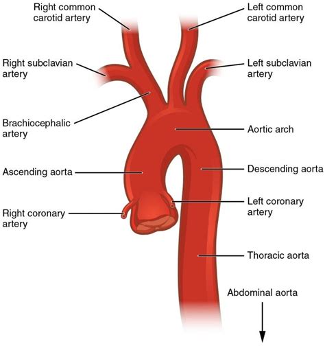 New blood vessel growth is called angiogenesis. This diagram shows the aorta and the major parts are ...