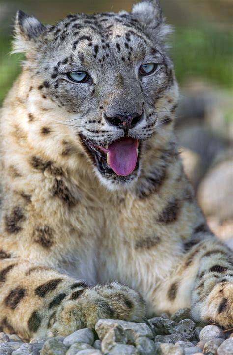 Happy Snow Leopard This Snow Leopard Seems Quite Happy But Flickr