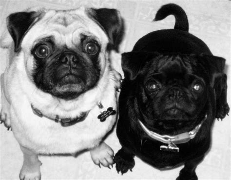 My Kids Lol Pugs Dogs Animals