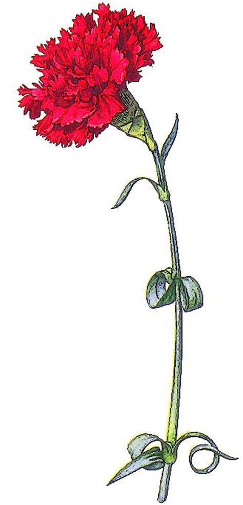 Student Carnation Clipart 20 Free Cliparts Download Images On