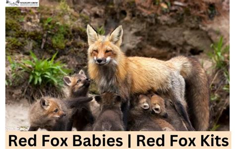 Red Fox Babies Red Fox Kits Wildlifegrow