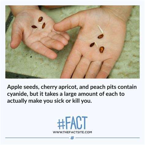 Apple Seeds Cherry Apricot And Peach Pits Contain Cyanide But It Takes A Large Amount Of Each