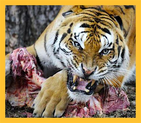 Humans have been consistently decimating tiger populations for years. How much do tigers eat in a day? - PoC