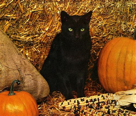 Halloween Cat With Pumpkins Green Eyes Black Cat Barn Pumpkins Hd Wallpaper Peakpx