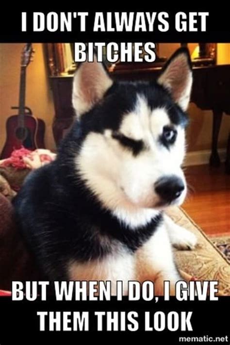 40 Pictures Of Cute And Funny Husky Facial Expressions Tail And Fur