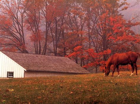 48 Horses In Autumn Desktop Wallpaper Wallpapersafari