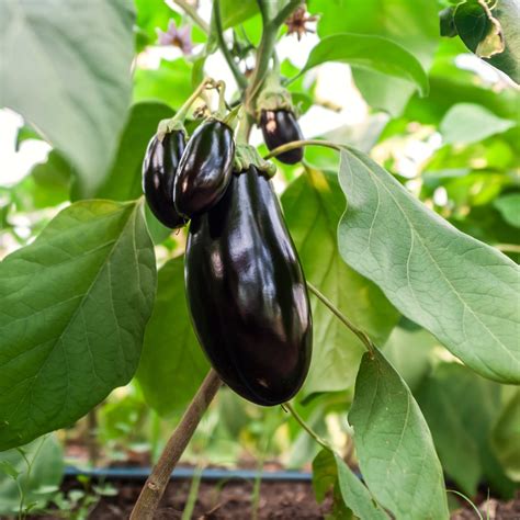 Culinarily, it's a vegetable, as it's used in main dishes and not eaten for sweetness. Eggplant, Aubergine seeds - Solanum melongena - 210 seeds ...