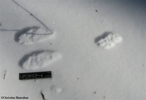 Snowshoe Hare Tracks Photo Larose Forest Photos Photos At