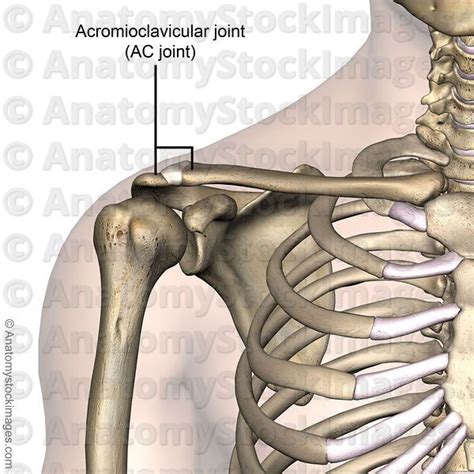 Anatomy Stock Images Shoulder Acromioclavicular Joint Ac Ligament