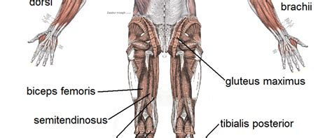 The anatomical system most directly affected by exercise is the muscular system, learn about your muscular anatomy. Muscle_posterior_labeled | Healing Healthy Holistic