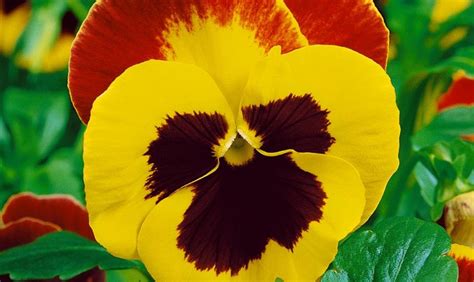 Wenn sie ihrem grasnarbe gartenpflanzen hinzufügen möchten, vorschlagen wir ihnen, sich dieses paar leicht verständliche bücher zu diesem thema über. Garten-Stiefmütterchen 'Schweizer Riesen' - Floragard ...