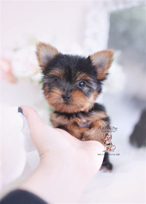 We will meet you at your nearest major airport. Teacup Yorkie Breeder Miami | Teacup Puppies & Boutique