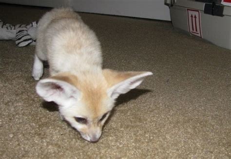 Male Female Fennec Fox Babies Ready For Sale Adoption From Ontario