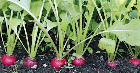Growing Radishes in Victoria