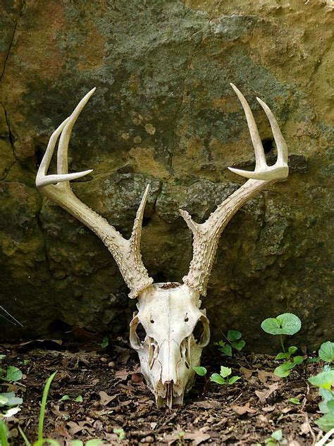 White Tailed Deer Skull In The Woods Photograph By Sheila Brown