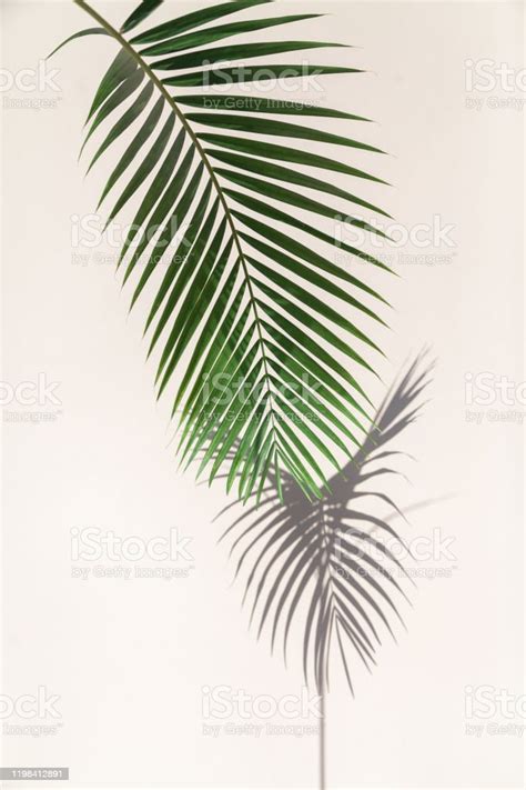 Vertical Branch Of Palm Tree Casts Interesting Shadow On Wall Stock
